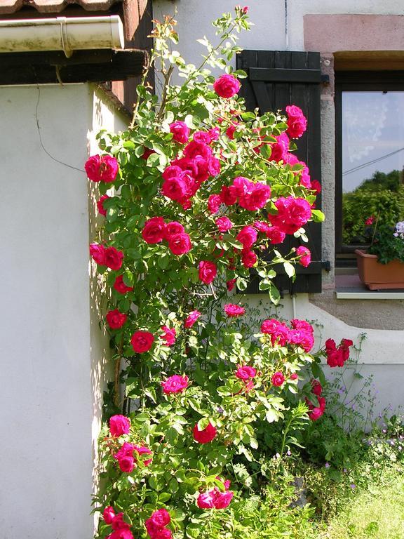 Ferme Auberge A La Colline Ferdrupt ภายนอก รูปภาพ